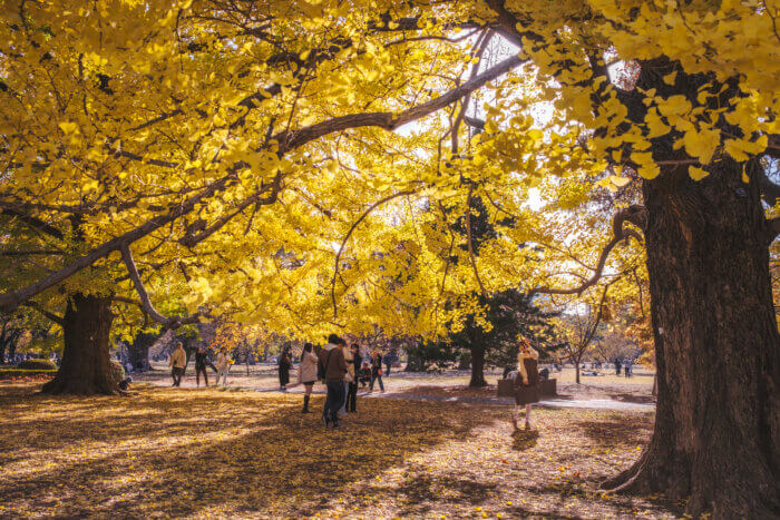 photo of trees with fully yellow leaves at shinjuku gyoen
