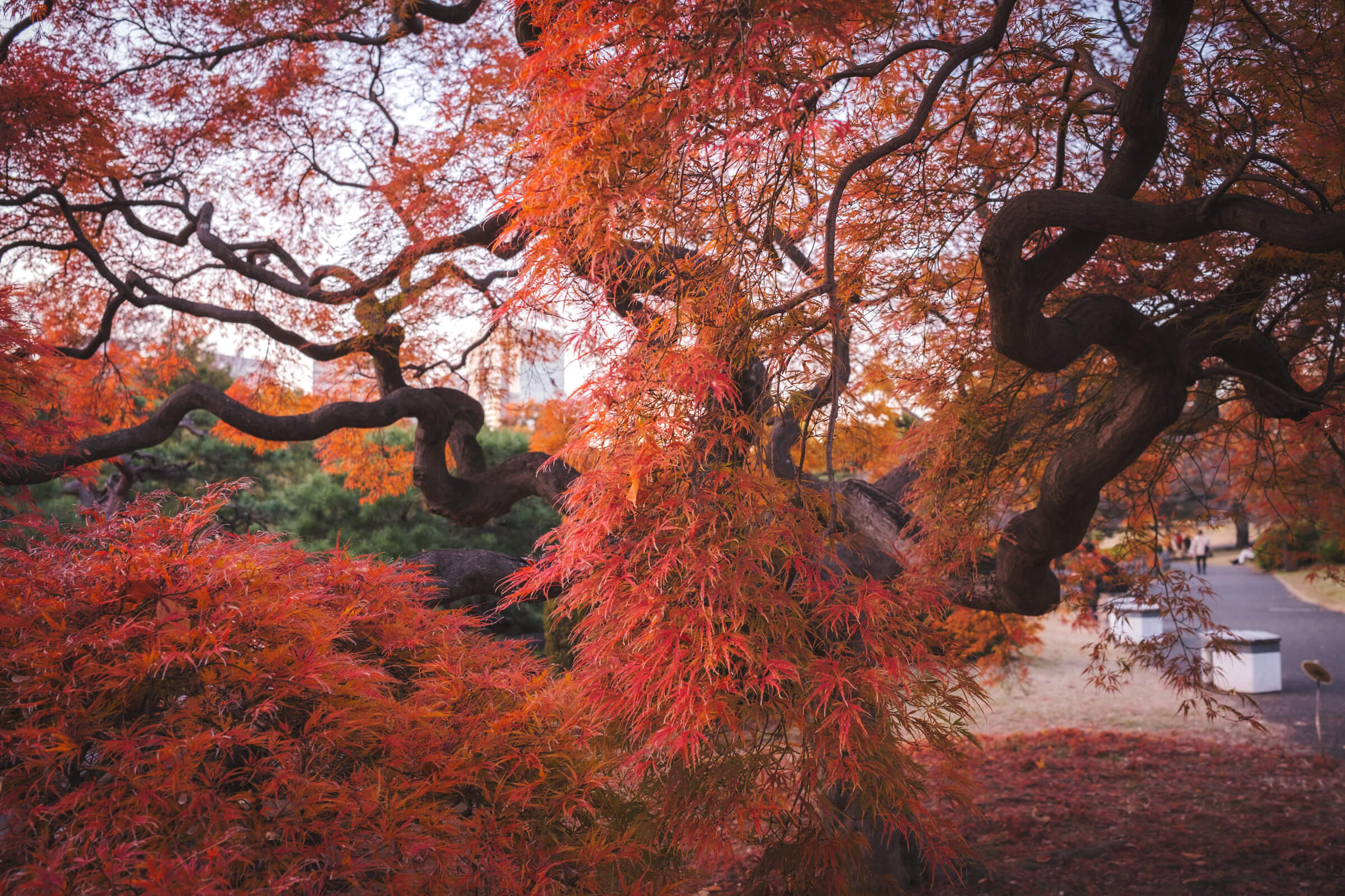 photo of maple tree with red leaves at shinjuku gyoen