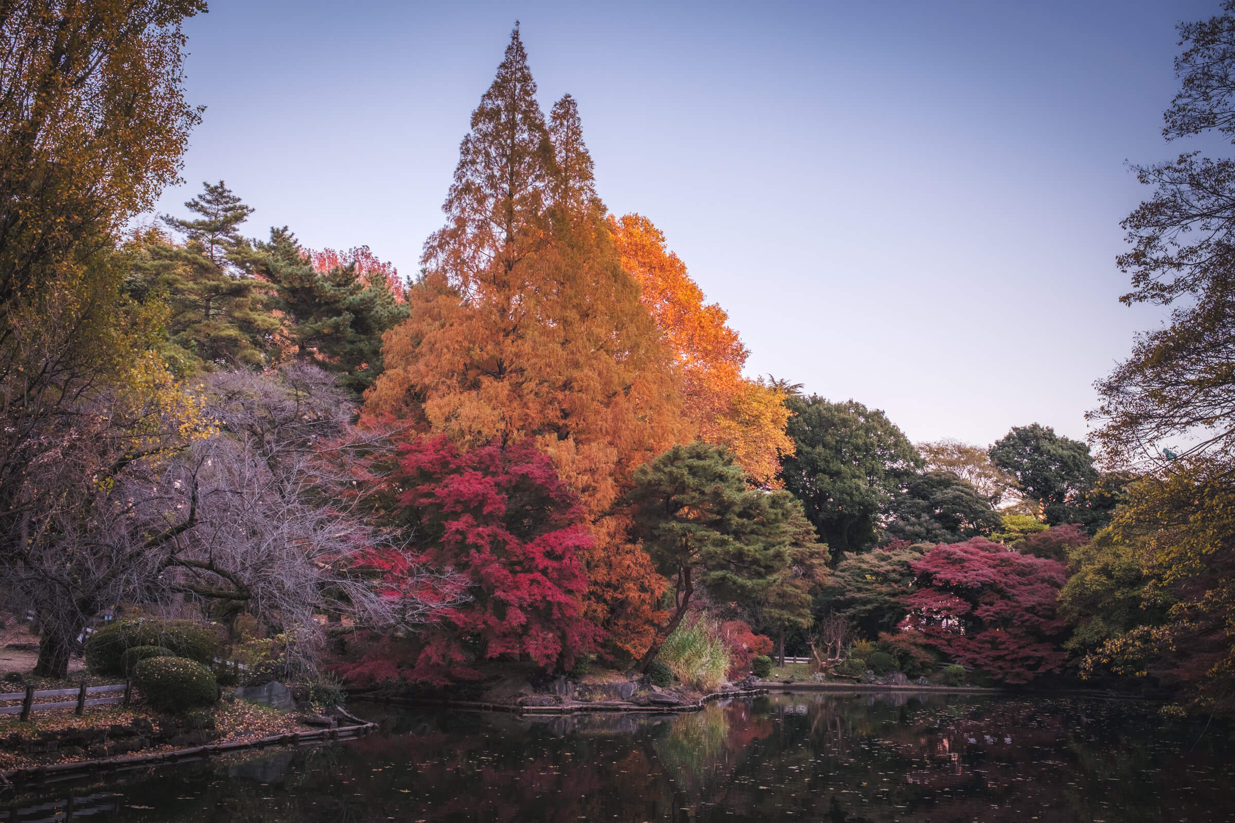 photo of fall coloured trees at shinjuku gyoen