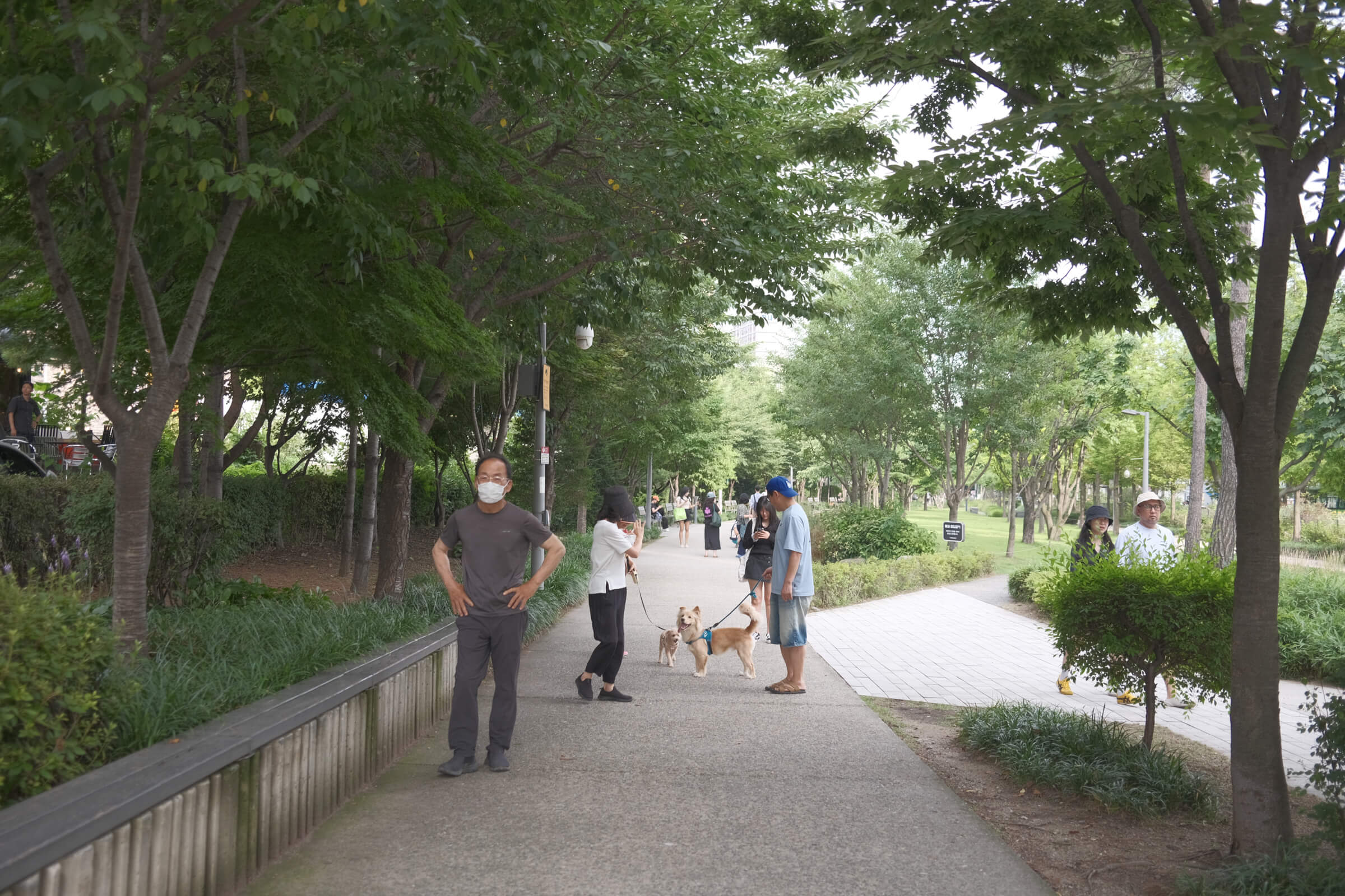 photo of dogs gathering in a park