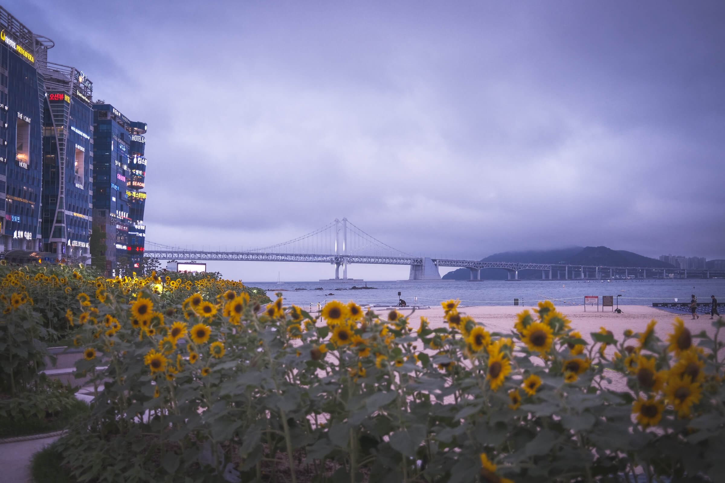 photo of gwangan bridge with sunflowers in the evening, busan