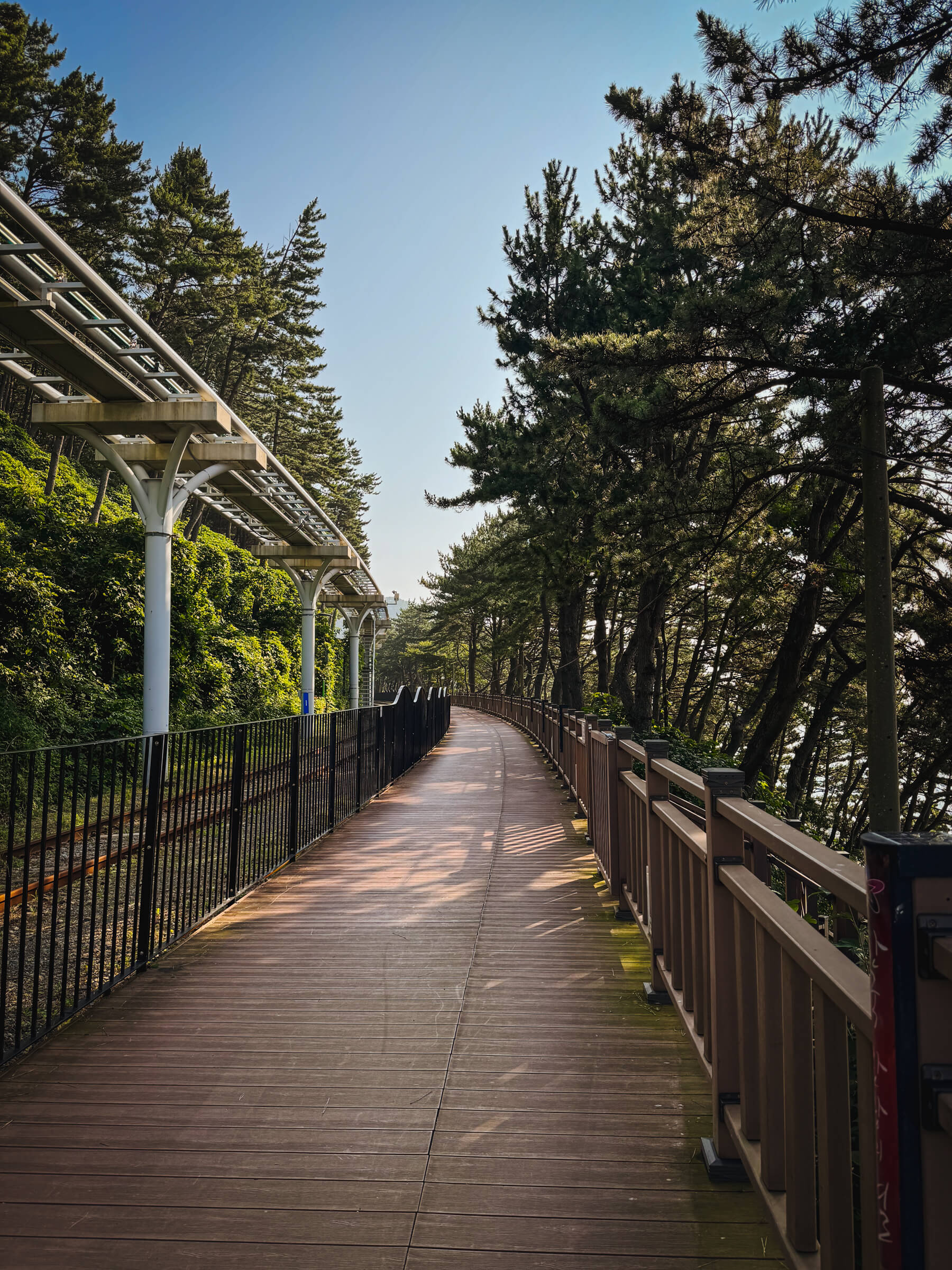 photo of a tree-lined trail