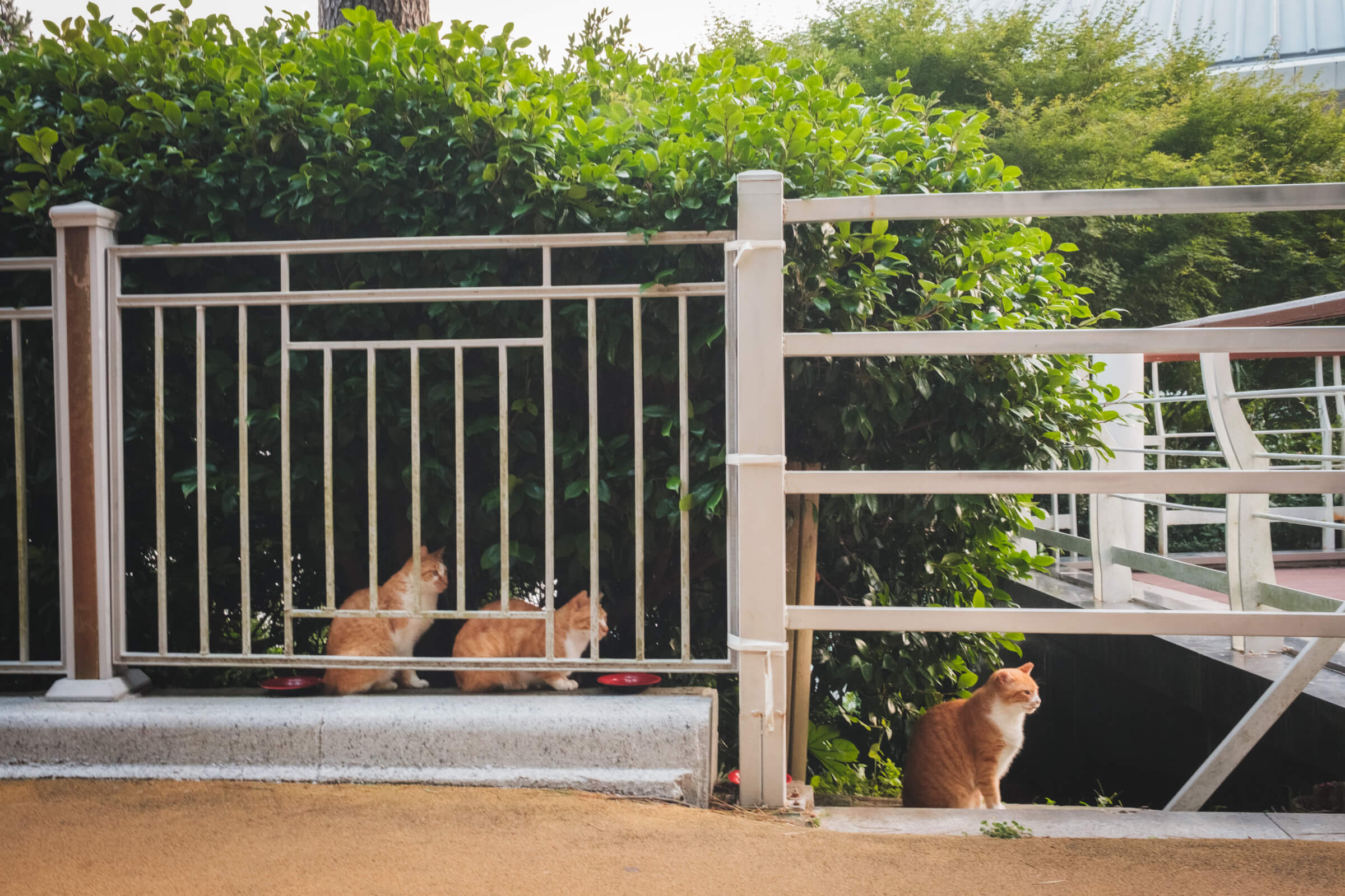 photo of 3 cats in a row