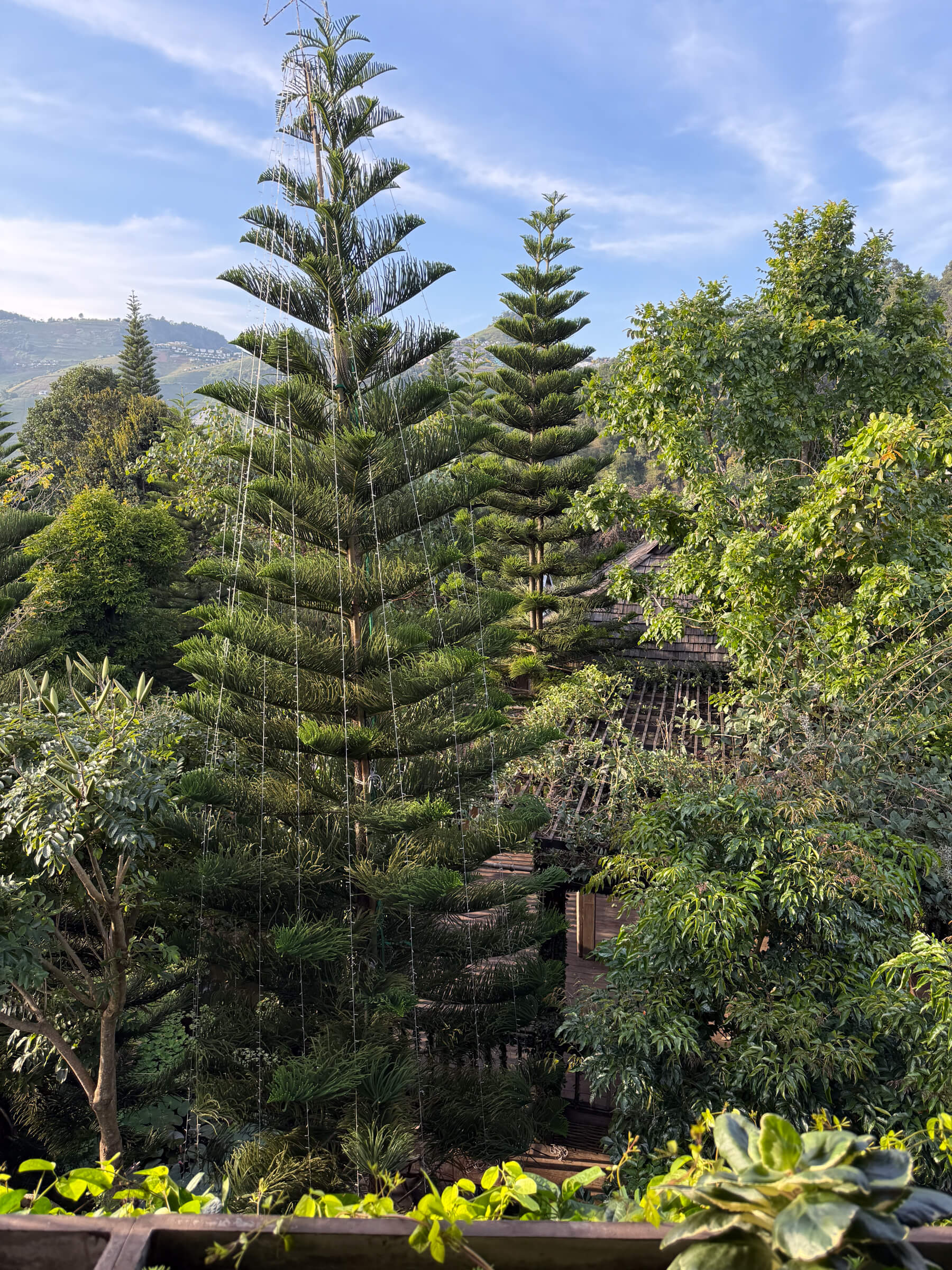 photo of some trees