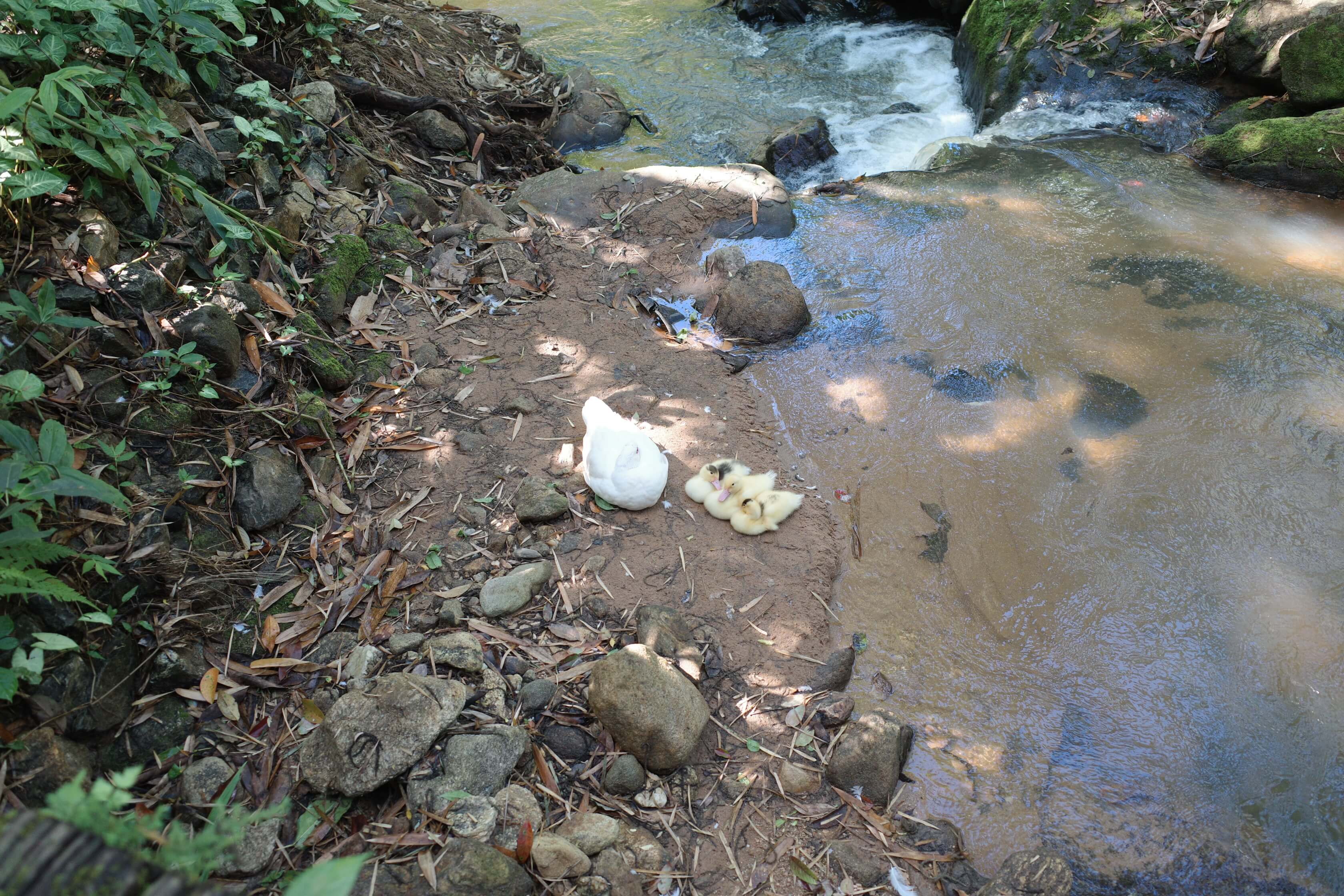 photo of a duck and ducklings near a stream