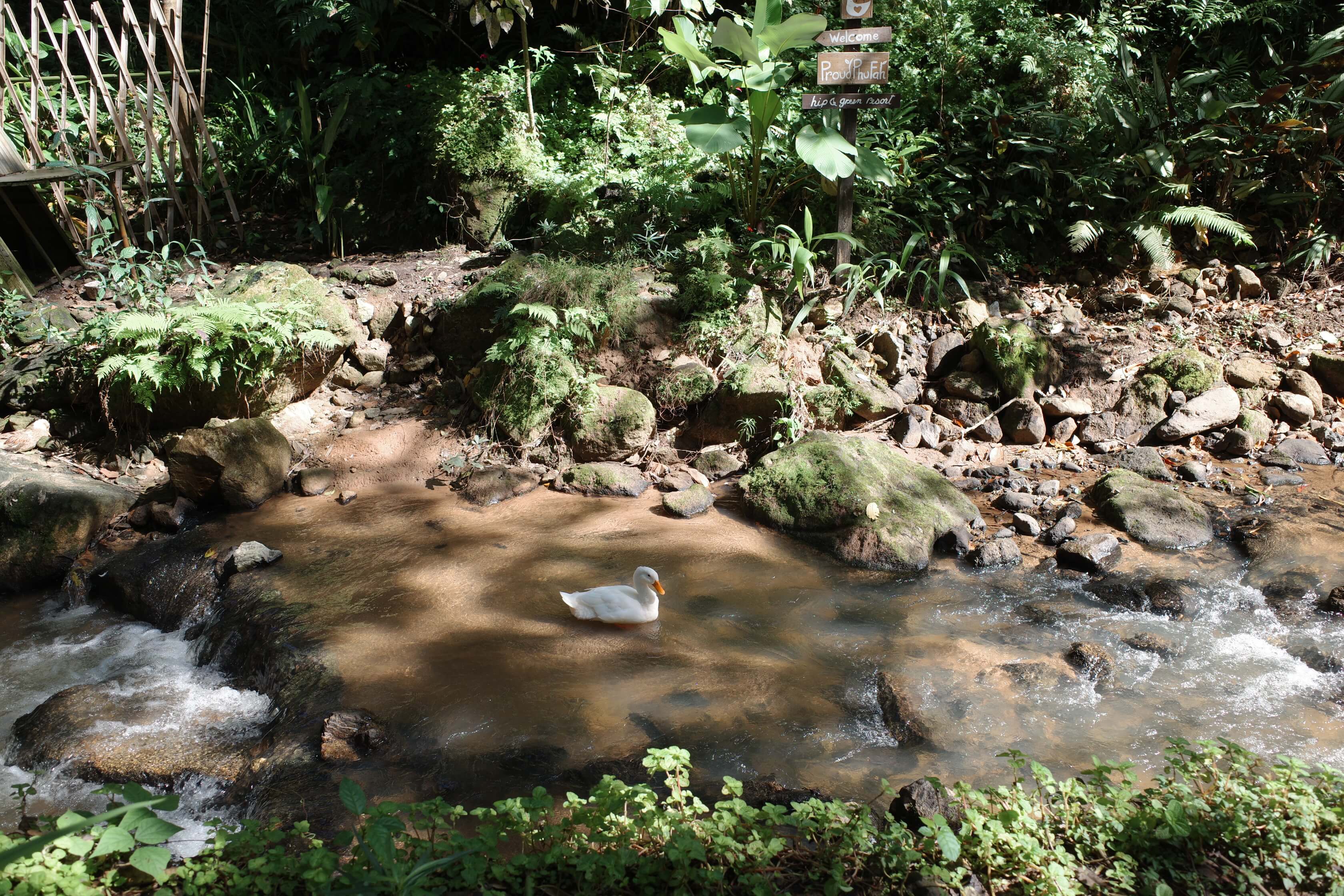 photo of a "quintessential" duck