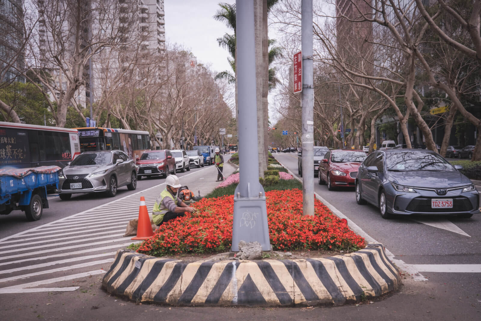 photo of someone pruning the flowers in the center divider of a road