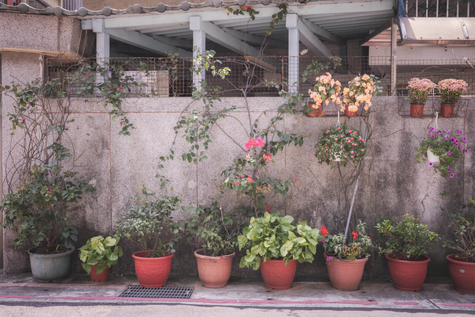photo of some potted plants by the street