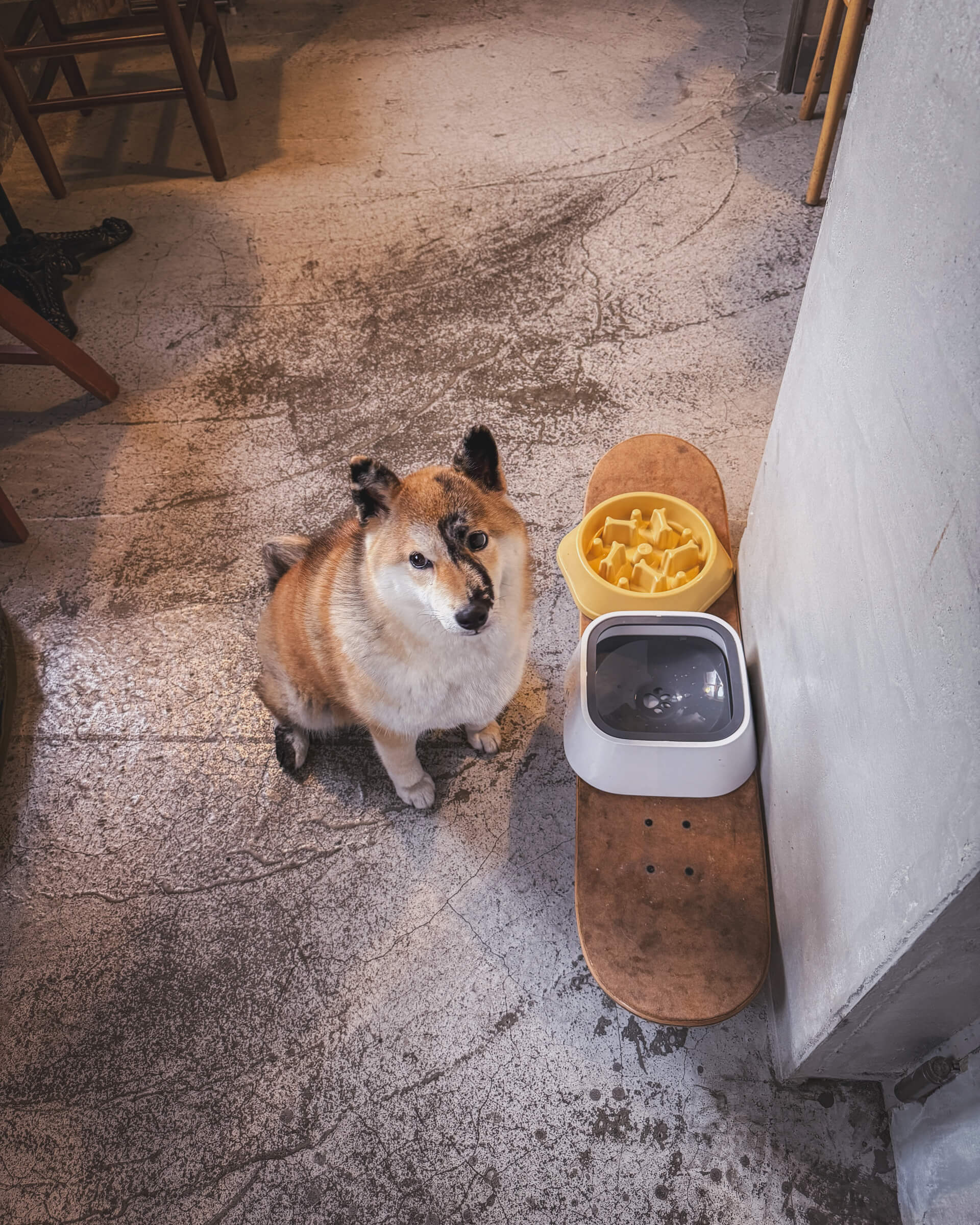 photo of the cafe owner's dog