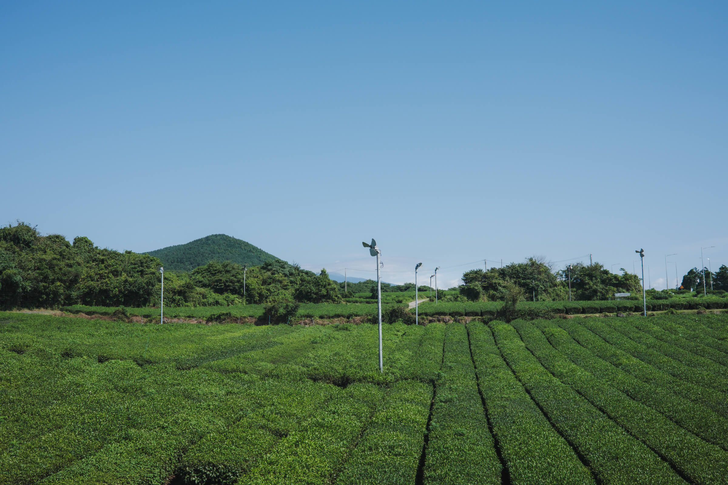 photo of green tea fields