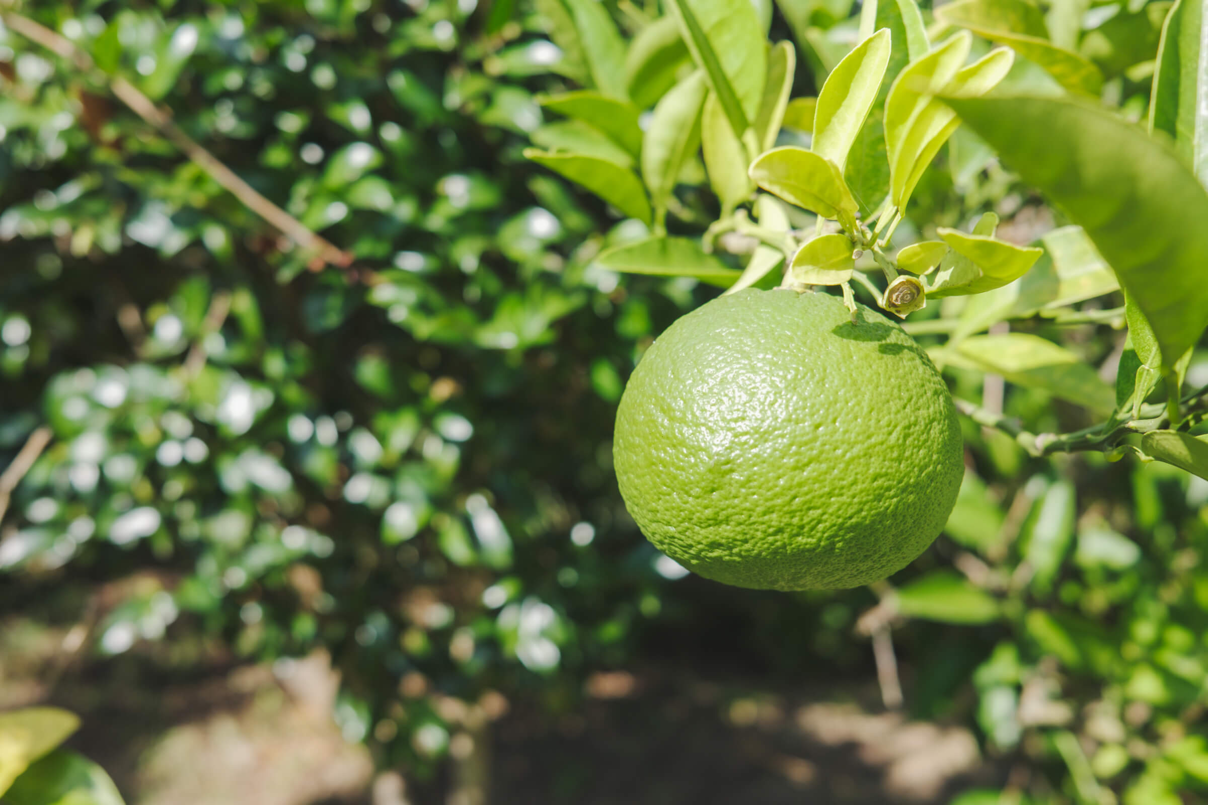photo of a closeup of a tangerine on a tangerine tree