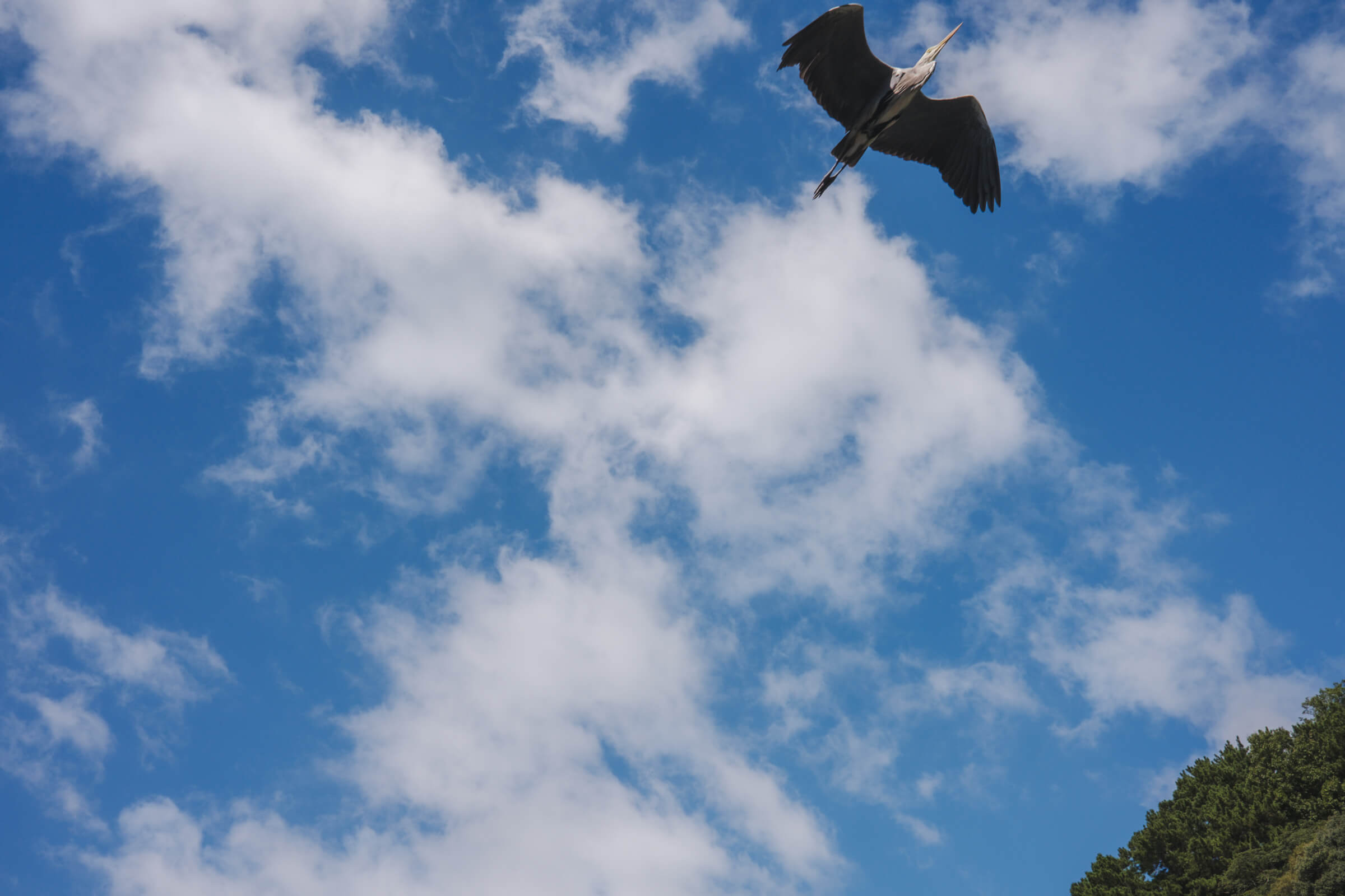 photo of a large bird soaring above me
