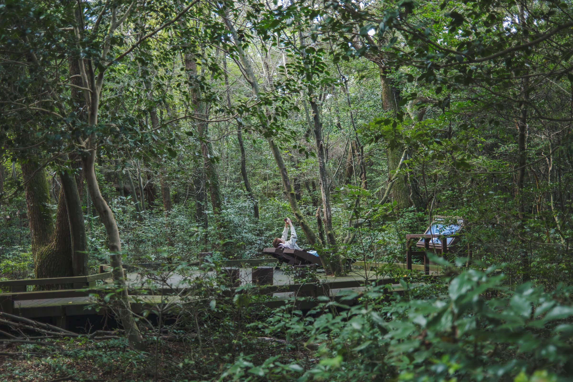photo of someone forest bathing at seogwipo healing forest