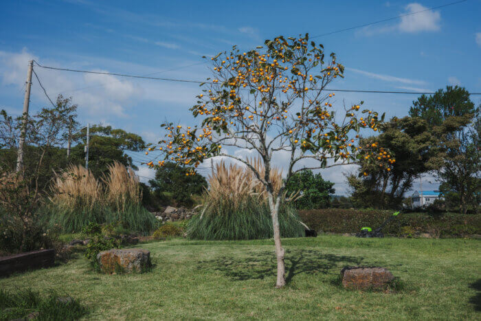 photo of a persimmon tree